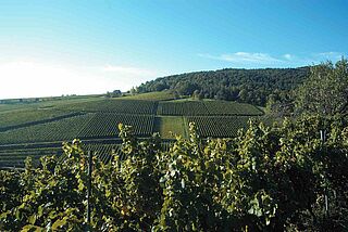 Weinberg Mandelberg in der Pfalz von Dr. Wehrheim