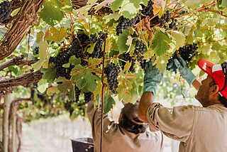 Weinlese auf dem Weingut Finca Feliz