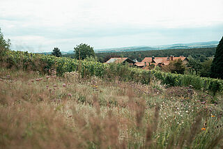 Weinberge Klaus Zimmerling