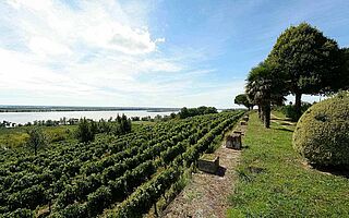 Weinregion Cotes de Bourg