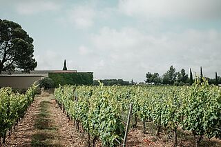Domaine de Fondreche Weinberge