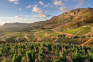 Weinberge Klein Constantia
