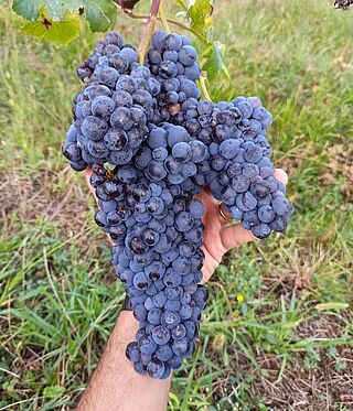 Cantina Delsignore