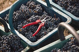 Weinernte Haut Medoc
