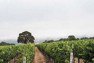 Weinfeld Favia bei Nebel