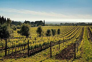 Weinfeld Castello di Bolgheri