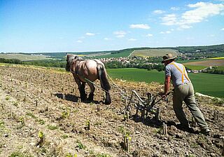 Weinfeld. Weingut Franck Pascal, Feldarbeit mit dem Pferd