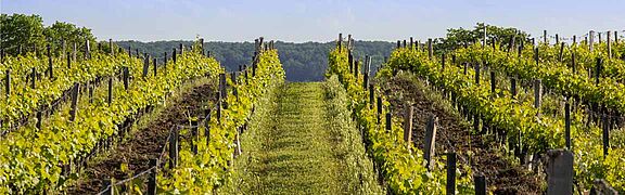 Weinberge in Chinon