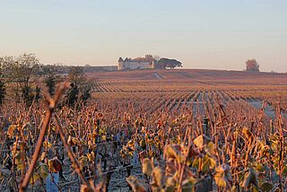 Weinfeld von Yquem Weinfeld von Yquem