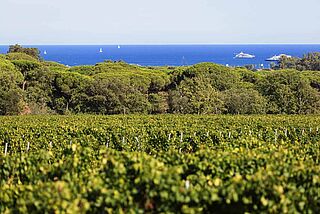 Weinfelder bei Château Minuty, im Hintergrund sieht man das Meer