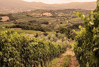 Weingut, Weinfeld San Polino