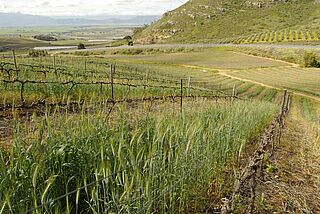 Landschaft in Swartland