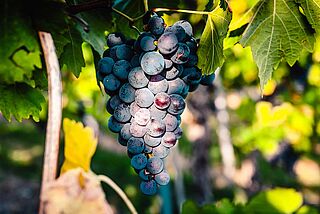 Blaufränkisch - Lobenbergs Gute Weine