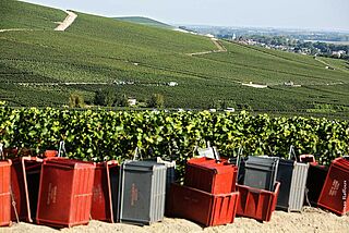 Weingut und Weineberge von Champagne Deutz