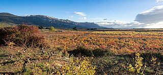 Weinfelder und Weinberge von Ostatu