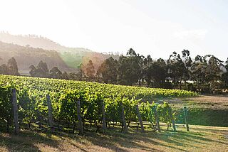 Weinfeld in Tasmanien