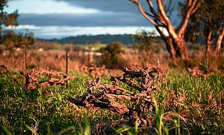 Alte Reben in South Australia