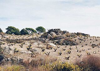 Weinberge Telmo