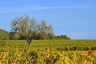 Weingut