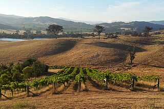Weinberg von Chapoutier mit Landschaft