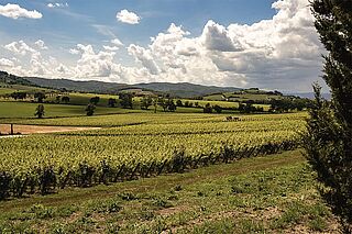 Weinberge Siro Pacenti