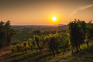 In den Weinbergen von Silvio Jermann