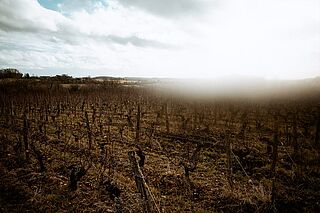 Weinberge in Sancerre und Centre val de Loire