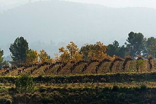 Weinberge von Raventos i Blanc