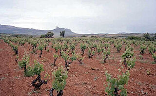 Weinfeld, Weinberge Bodegas Telmo Rodriguez Lanzaga