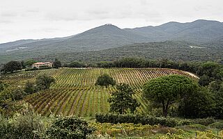 Weinfeld und Weinberge des Weinguts Grattamacco Weinfeld und Weinberge des Weinguts Grattamacco