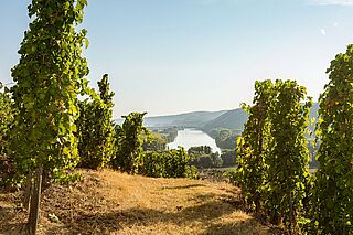Levet Weingut