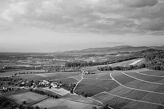 Weinberge von Alexander Laible Panorama der Weinberge von Alexander Laible