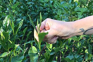 Teeplantage
