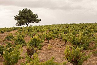 Weinfeld Landschaft