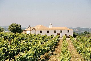 Weingut Alvaro Castro Weinfeld, Weingut Alvaro Castro, bei blauem Himmel