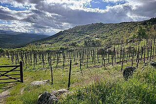Weinberge Comando G