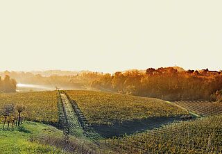 Weinberge Terre Nardin, Borgo Molino