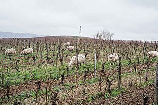 Schafe auf dem Weinfeld Le Clos des Grives