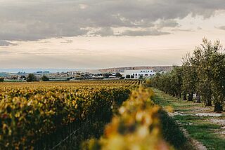 Weingut Bocca di Lupo