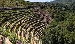 Steile Terrassen am Weinberg