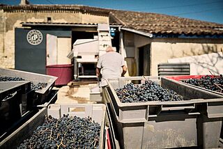Aufgeladene Trauben auf Weingut Domaine Baudon mit Arbeitern