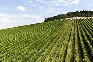 Weingut Tedeschi