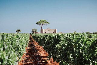 Agricole Vallone Weingut mit Rebstöcken