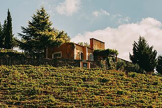 Quinta Vale Dona Maria Weingut