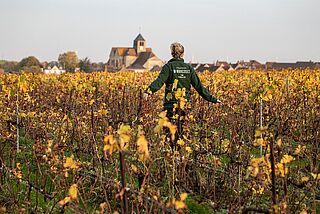Winzerin läuft durch Weinberg