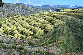 Weinberge