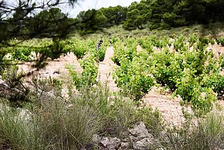 Auf dem Weinfeld bei Bodega Cerron