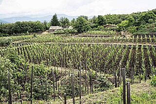 Tascante Weinstock