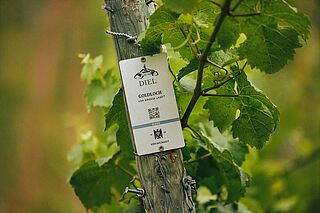 Weinreben auf dem Weinfeld Schlossgut Diels Weinreben auf dem Weinfeld Schlossgut Diels