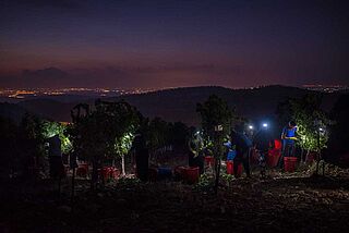 Arbeit bei Nacht im Weinberg von Tzora Vineyards